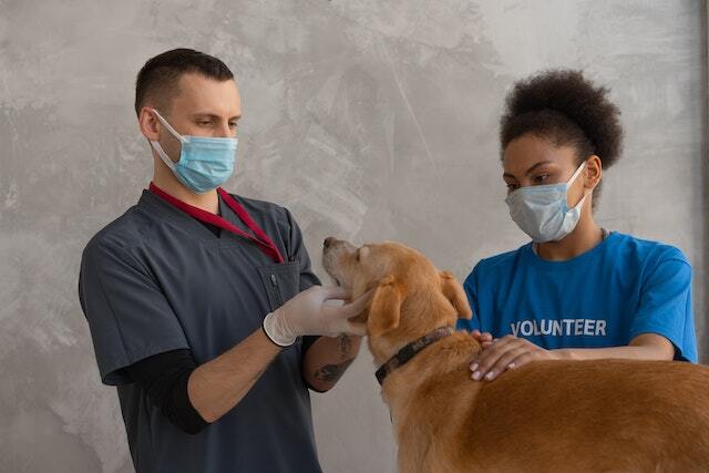 dogs at the vet